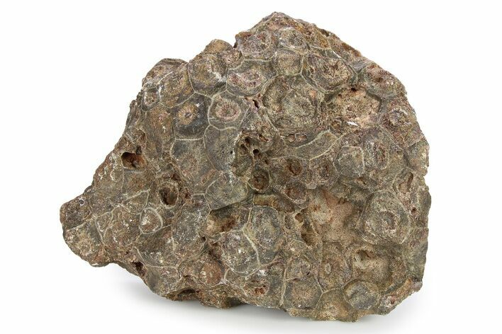 Rough Fossil Coral (Actinocyathus) - Morocco #276748